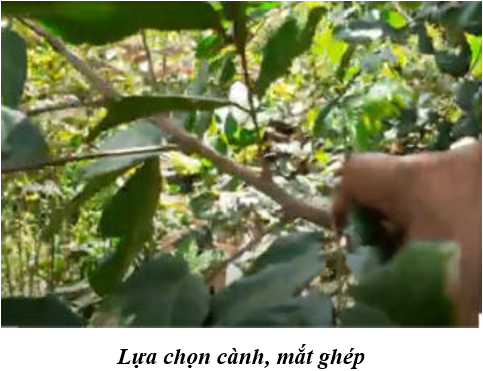 chọn cành mắt ghép_1641060007.png